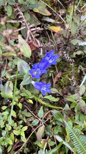Gentiana sikokiana iNat (3)