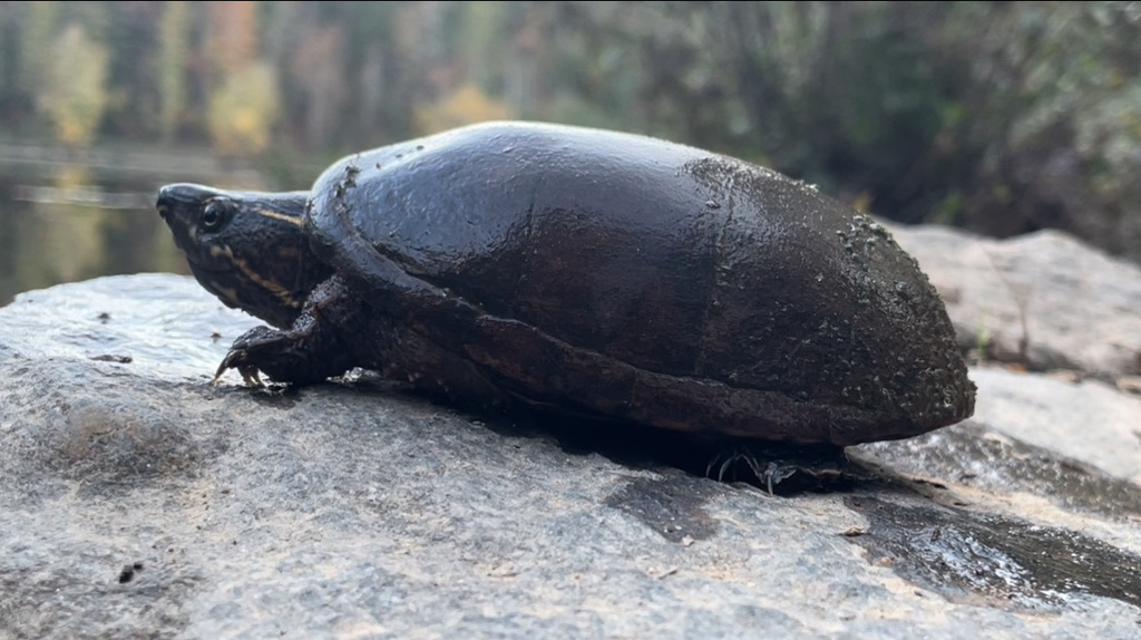 Eastern Musk Turtle from Emory University, Atlanta, GA, US on November ...