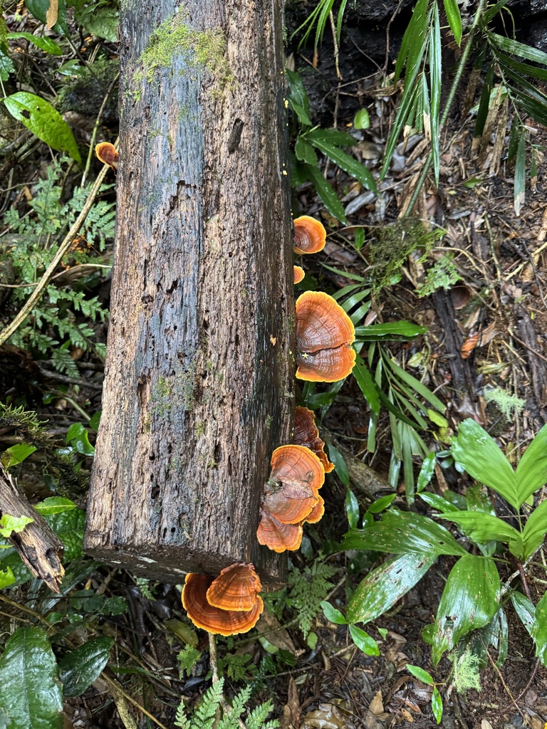 False Turkey Tail From Lamington National Park Binna Burra QLD AU On false-turkey-tail-from-lamington-national-park-binna-burra-qld-au-on