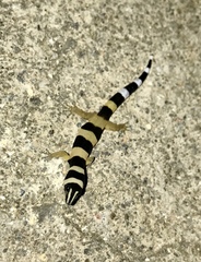 Sphaerodactylus torrei