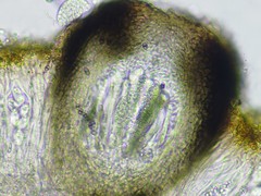 Muellerella lichenicola