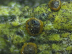 Muellerella lichenicola