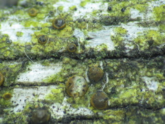 Muellerella lichenicola