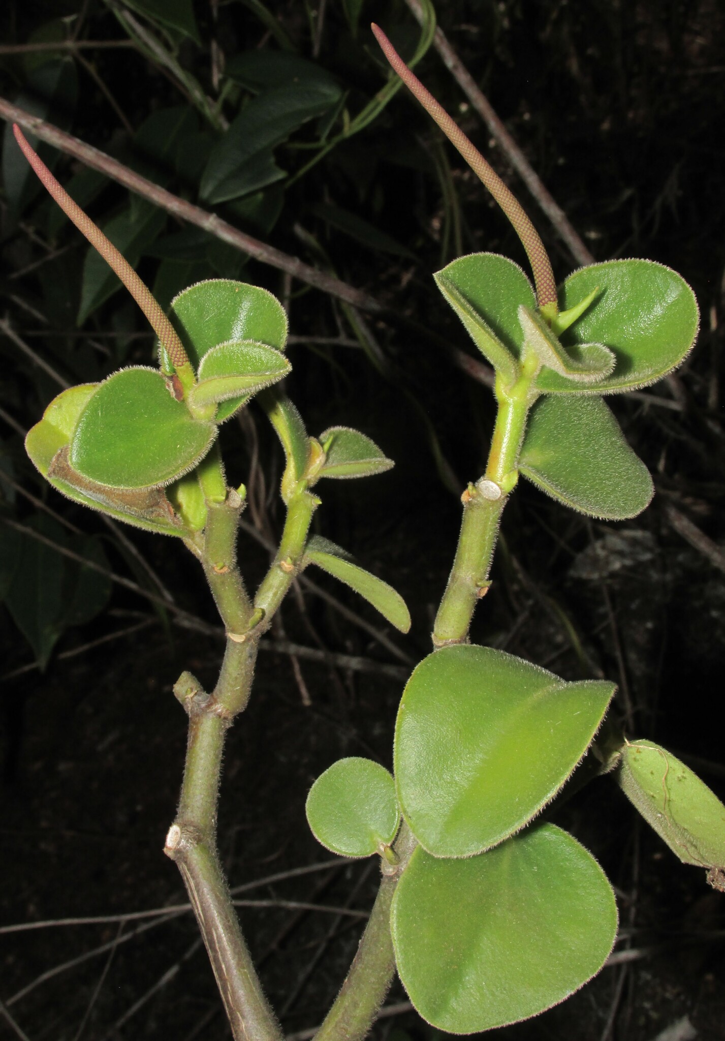 Peperomia incana