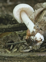 Volvariella pusilla