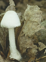 Volvariella pusilla