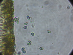 Muellerella lichenicola