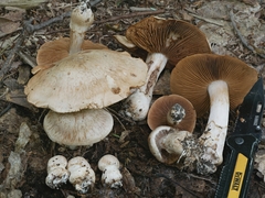 Cortinarius firmus