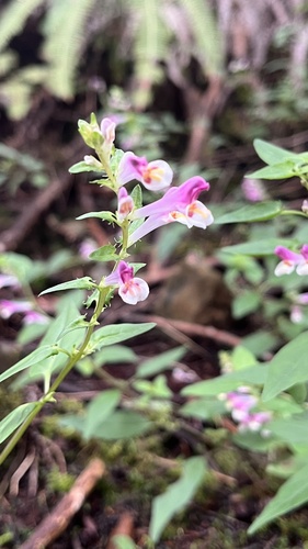 Melampyrum laxum iNat (2)