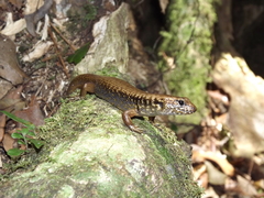 Silvascincus murrayi