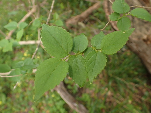 Image of White Stinkwood (Celtis africana) by (c) agujaceratops, some rights reserved (CC BY)