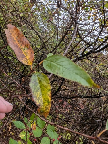 Image of Rhamnus lanceolata by (c) Jeff D Hansen, some rights reserved (CC BY)