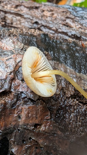 Mycena crocata