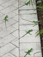 Iguana iguana