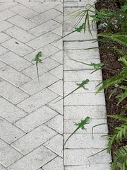 Iguana iguana