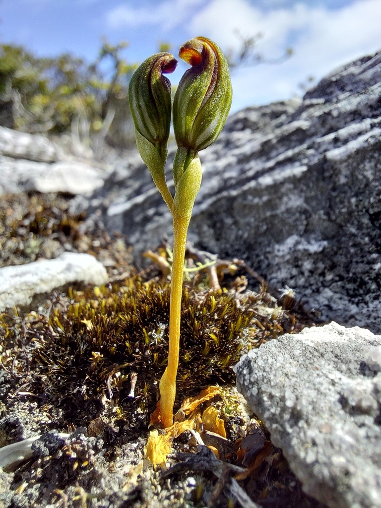 Pterostylis aphylla