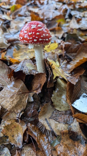 Amanita muscaria