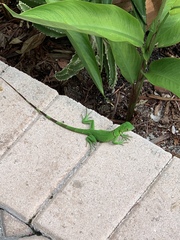 Iguana iguana
