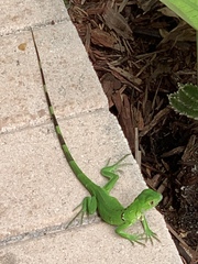 Iguana iguana