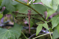 Neurocordulia xanthosoma