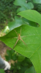 Pisaurina mira
