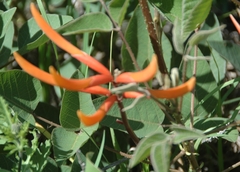 Erythrina leptorhiza