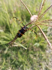 Trachyderes elegans
