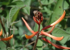 Erythrina leptorhiza