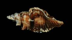 Pterochelus triformis