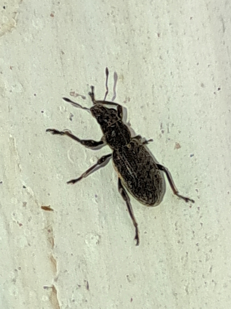 Coelositona puberulus