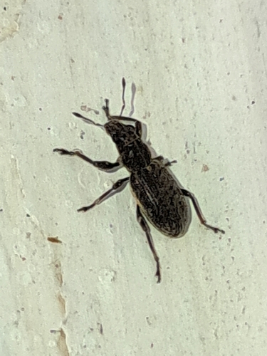 Coelositona puberulus