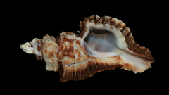 Pterochelus triformis