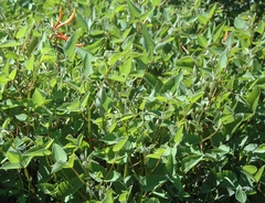 Erythrina leptorhiza