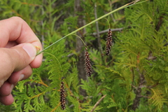 Carex flacca