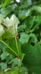 Calligrapha spiraeae