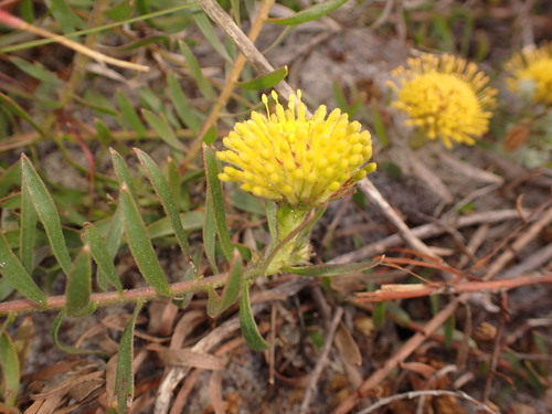 Image of Leucospermum prostratum by (c) agujaceratops, some rights reserved (CC BY)