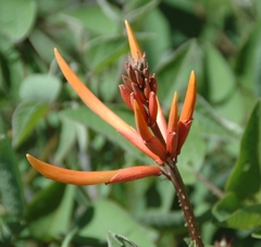 Erythrina leptorhiza