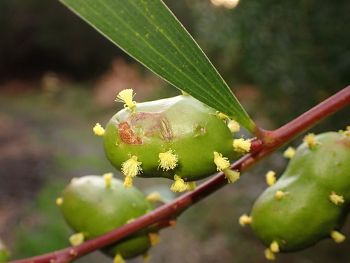 Longleaf Wattle Gall Wasp photo 6