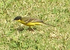 Motacilla flava feldegg
