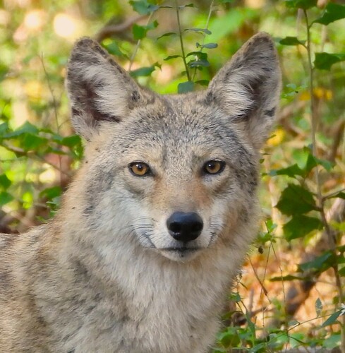 Coyote photographed in Alabama