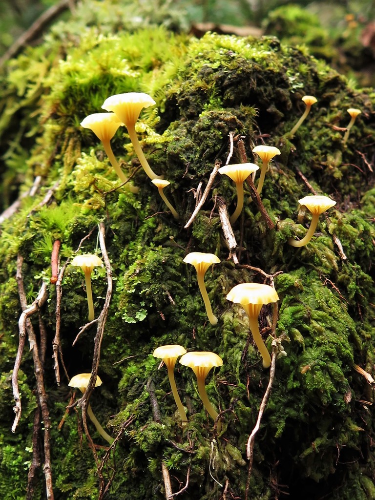 Lichenomphalia subg. Protolichenomphalia