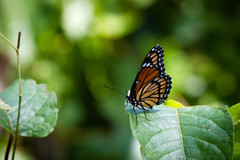 Limenitis archippus watsoni