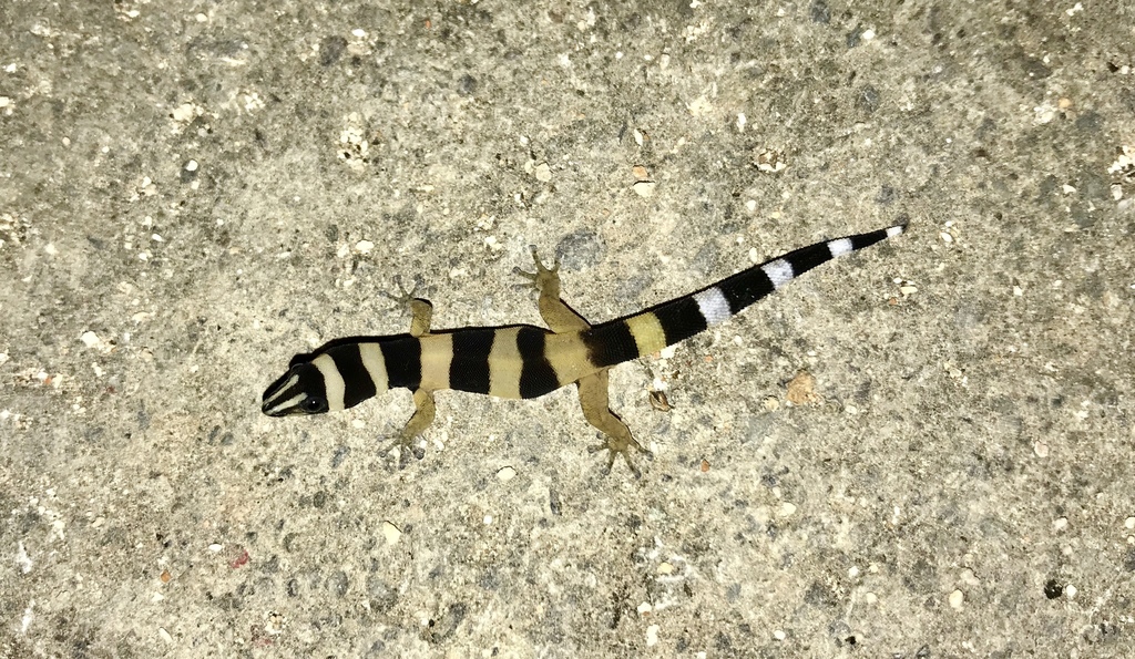 Cuban Broad-Banded Sphaero