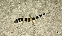 Sphaerodactylus torrei