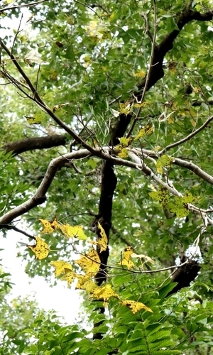 Viscum liquidambaricola, photograph 6