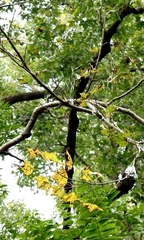 Viscum liquidambaricola, photograph author not stated, no rights reserved