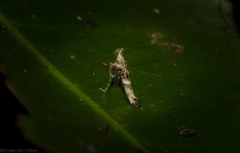 Cyphosticha panconita