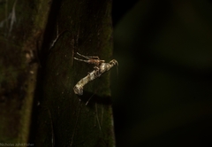 Cyphosticha panconita