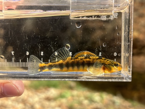 Roanoke darter (Percina roanoka) — Percidae — 5