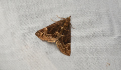 Hypena abalienalis